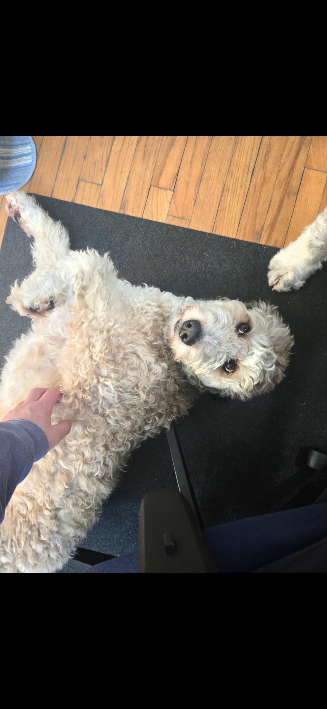 Belly rubs for the dog