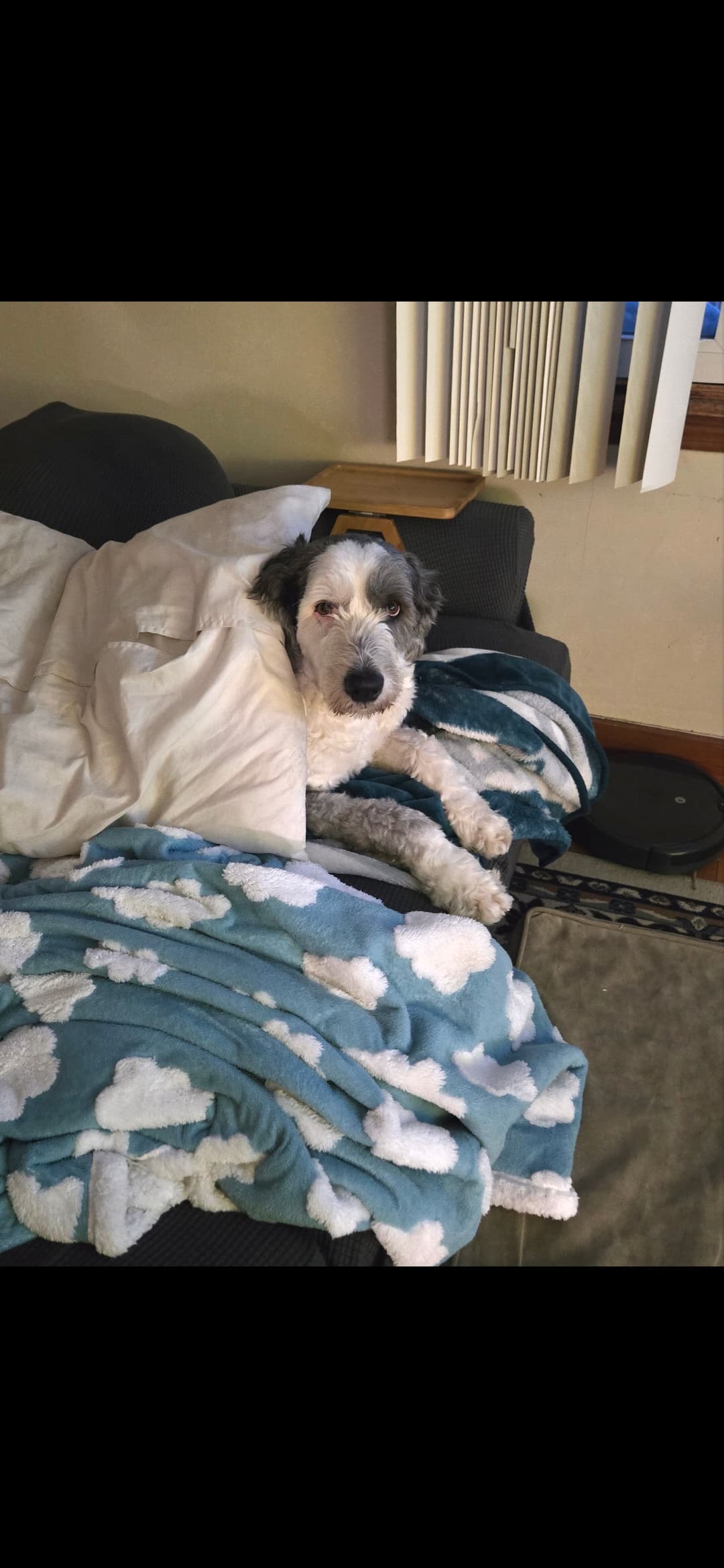 The dog, unbothered
